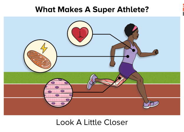 An illustration shows a woman running. Pullouts marks cells, tissues, and organs related to her exercise.